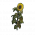 向日葵