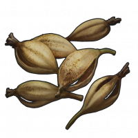 Seed.orchid.png