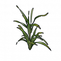 Clone.wheat.png