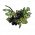 黑浆果茎