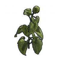 Clone.sunflower.png