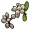 White.berry.png