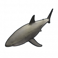 Fish.smallshark.png