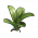 兰花茎