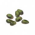 植物种子.png