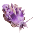 Purple Power Slug.png