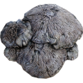 Mycelia.png