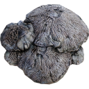 Mycelia.png