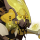 塞壬斯