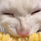 玉米猫-头像.png