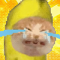 香蕉猫-头像.png