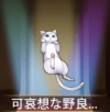 宝物可怜的野猫.png