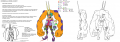 Cerebella ModelSheet ColorMap LRG.png