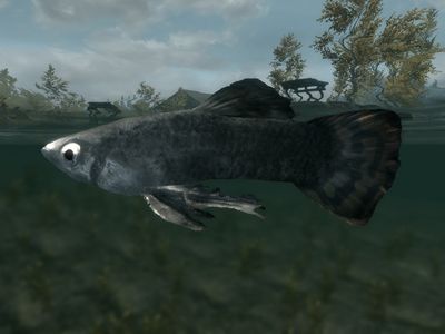 文件:400px-SR-ingredient-Abacean Longfin.jpg