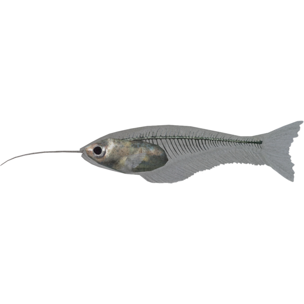 文件:600px-SR-icon-food-Glass Catfish.png