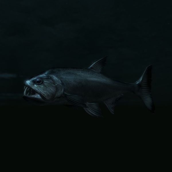 文件:600px-SR-creature-Vampire Fish.jpg