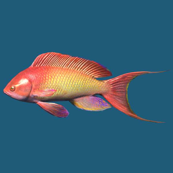 文件:600px-SR-ingredient-Lyretail Anthias.png