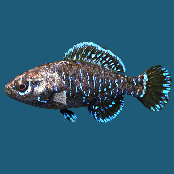 文件:600px-SR-ingredient-Pygmy Sunfish.png