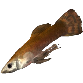 SR-icon-ingredient-Histcarp.png