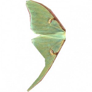 SR-icon-ingredient-Luna Moth Wing.png