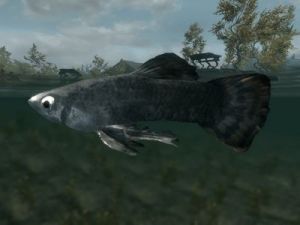 400px-SR-ingredient-Abacean Longfin.jpg