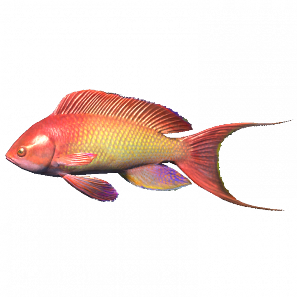 文件:SR-icon-ingredient-Lyretail Anthias.png