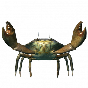 SR-ingredient-Juvenile Mudcrab.png