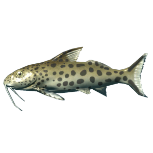 600px-SR-icon-food-Catfish.png