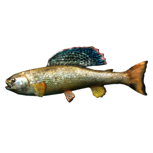 600px-SR-icon-food-Arctic Grayling.png