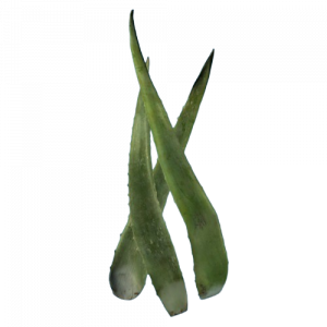 SR-ingredient-Aloe Vera Leaves.png