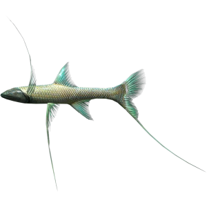 600px-SR-icon-food-Tripod Spiderfish.png