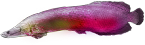 路米希斯的恶魔.png