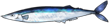 秋刀鱼.png