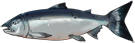 鲑鱼.png