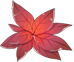 红色药草.png