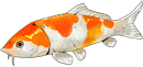 锦鲤.png
