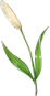 猫草.png