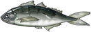竹筴鱼.png