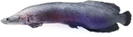巨骨舌鱼.png