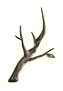 奥尔菲雷的树枝.png