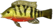 吴郭鱼.png