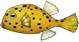 粒突箱鲀.png