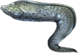 鳗鱼.png