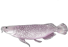 硬骨舌鱼.png