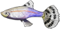 孔雀鱼.png