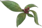 胡椒.png