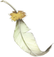 羽毛.png