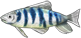 小溪鱼.png