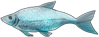 鲫鱼.png