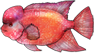 罗汉鱼.png